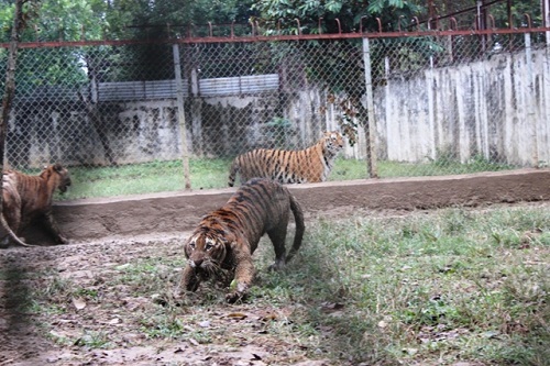 Đột nhập trại nuôi 